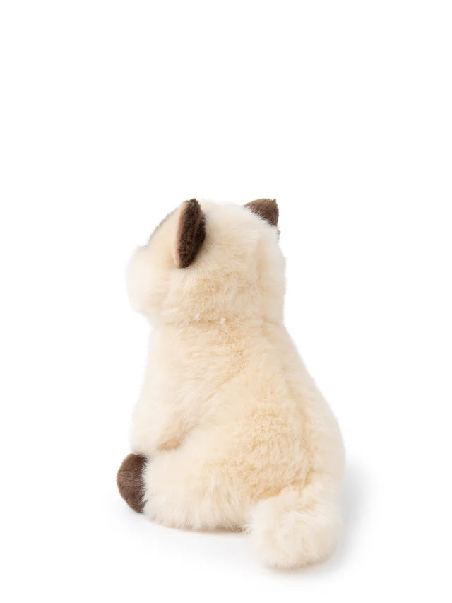 B.T. CHAPS Eddie the Siamese in Giftbox - 17cm